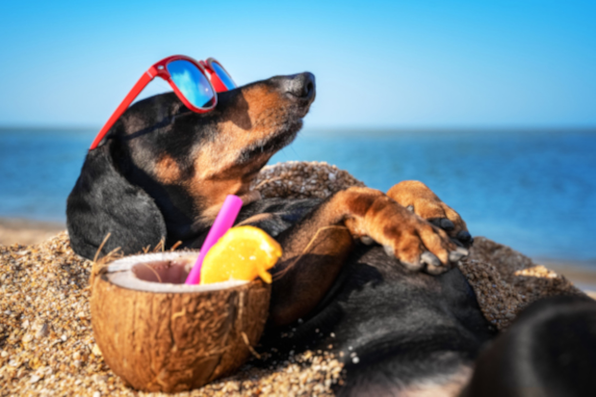 Hund macht Urlaub am Strand
